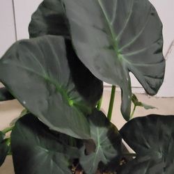 Anthurium Plant 
