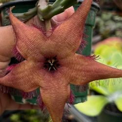 Stapelia Starfish/Stapelia Schinzii Var.Angelonsis