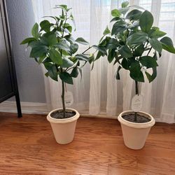 Tree 25" (H) Green Leaf Mini Artificial Tree Ceramic Container - Studio McGee