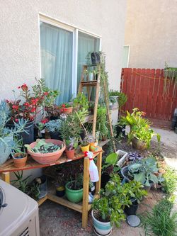 Succulents for sale
