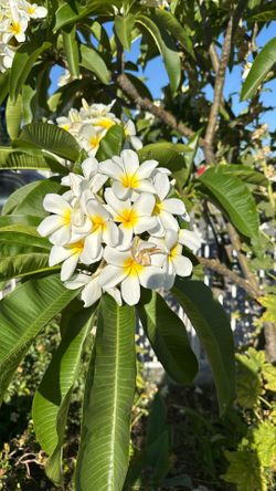 Beautiful Plumeria For Sale