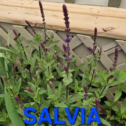 Salvia Perennial Plants for Sale! Likes Full Sun to Part-Sun!