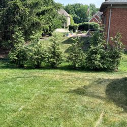 Arborvitae Thuja Green Giant Trees