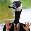 Goose