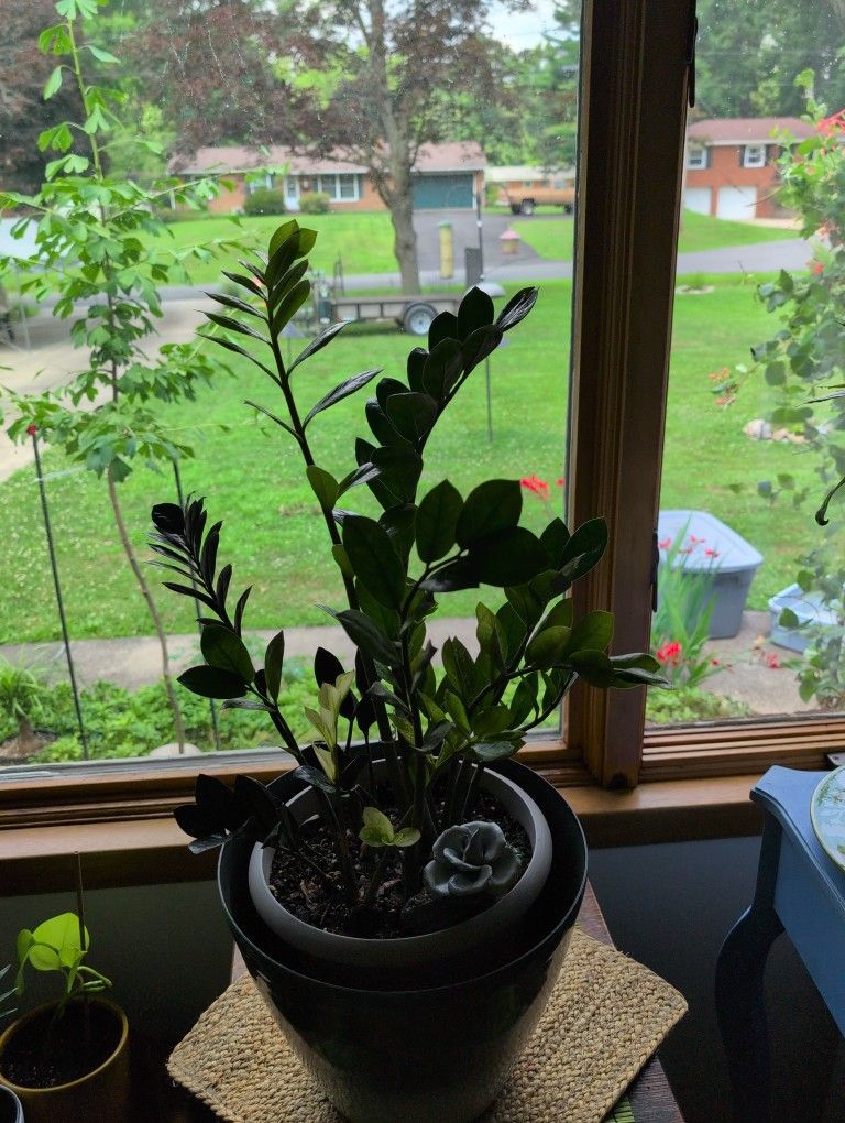 ZZPlant contains 3 ZZ types Chameleon, Raven & Green versions Kent,Oh