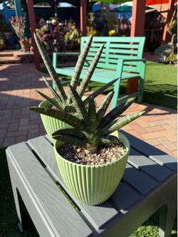 Sansevieria Cylindrical STARFISH Succulent Plants
