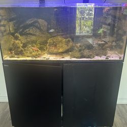 Fish Tank