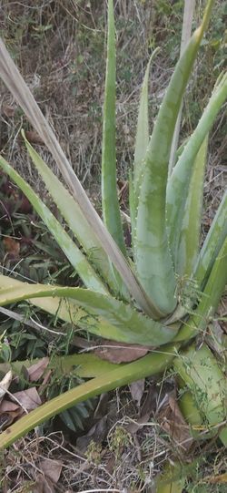 Aloe Vera- Whole Plant