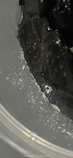 springtails