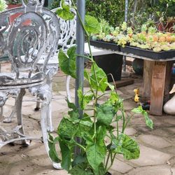 Large Syngonium Mojito In A 5" Pot