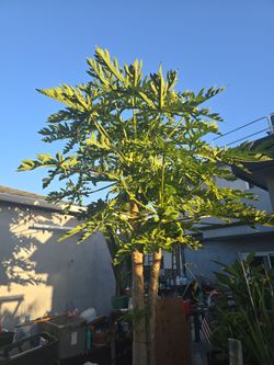 Live Papaya Tree Plant