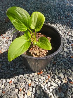 Calla Lily starts
