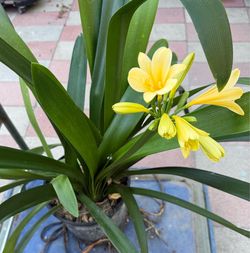 Clivia ( lan quân tử)