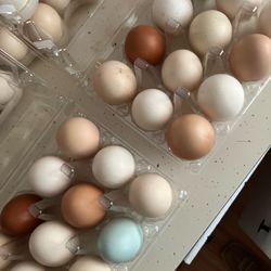 Fresh Farm Eggs 🥚 