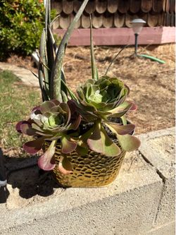 Medium succulent $10