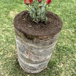 Natural Plant Stands For Garden Decoratioon