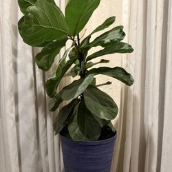 Fiddle Leaf Fig
