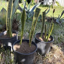 Snake Plant $11