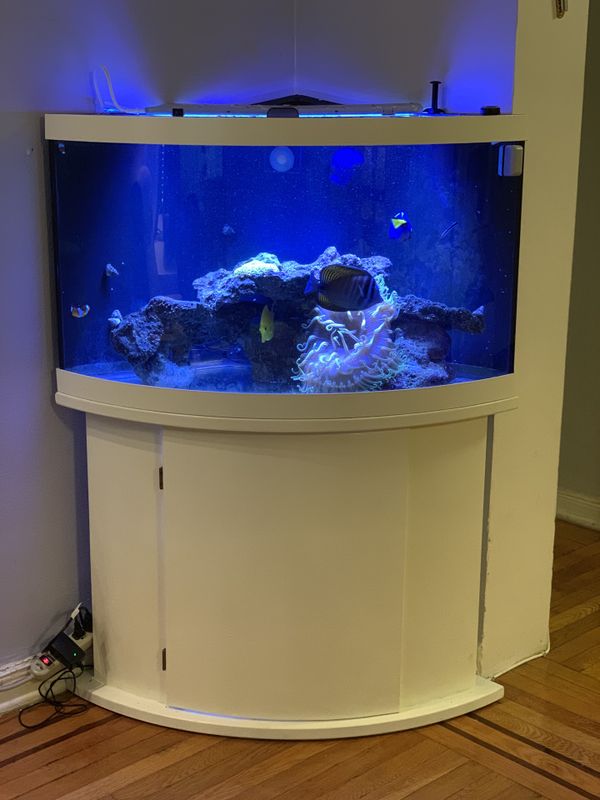 54 Gallon Corner Saltwater Aquarium for Sale in Queens, NY - OfferUp