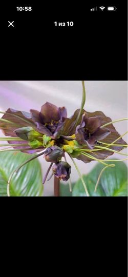 Tacca chantrieri