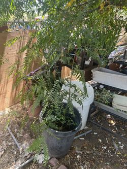 Plants
