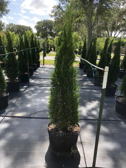 Italian Cypress 5-6Ft