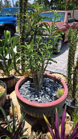 Desert rose in large pot