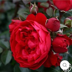 Florentina Climbing Rose Plant in 1 Gallon Pot. Pick Up In Millbrae.