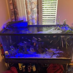 75 Gallon Tank With 100  Gallon Filter , A 75 gallon Filter   And Everything Else U See In The Tank