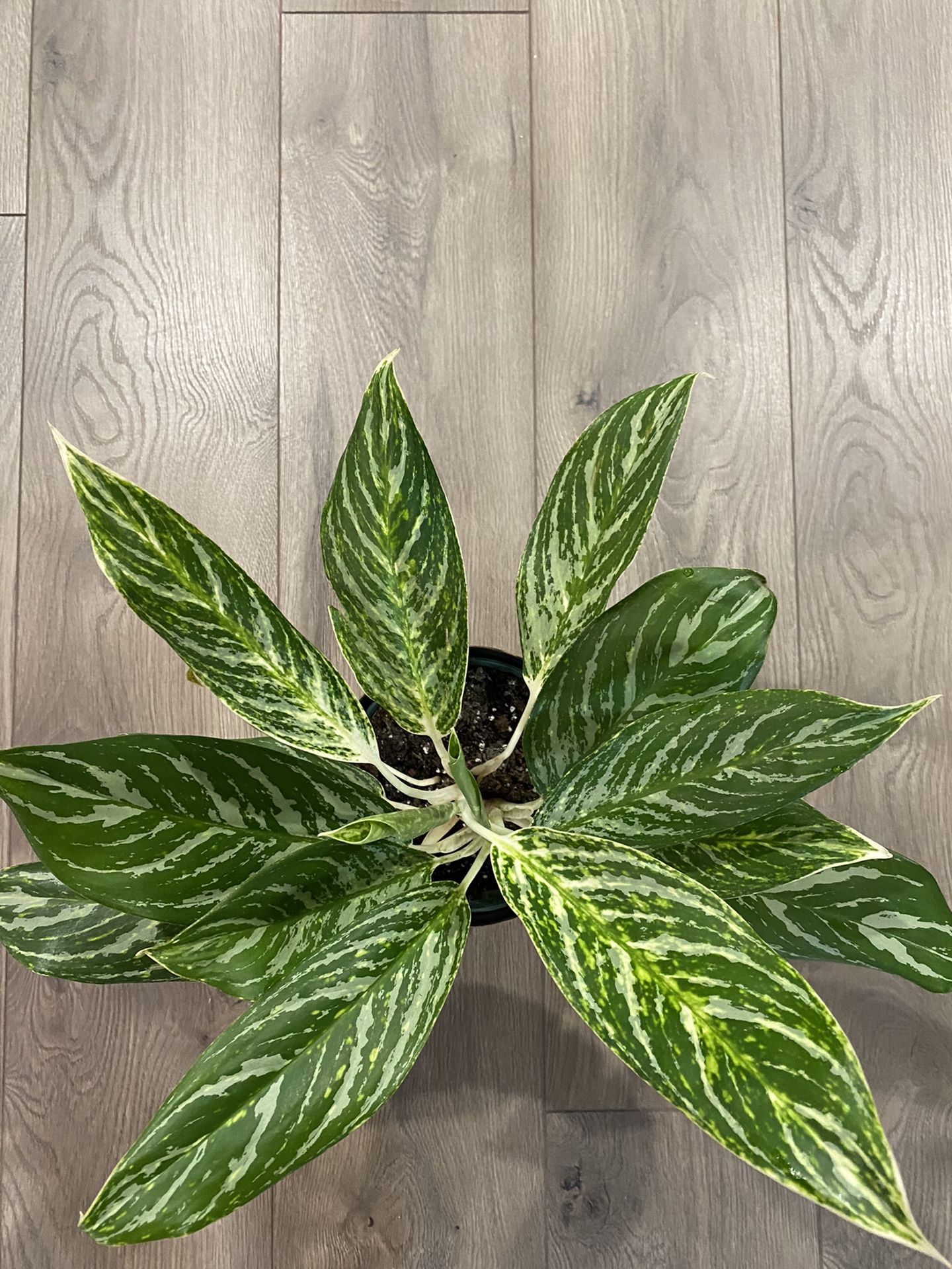 Aglaonema Golden Madonna 6 inch with pot