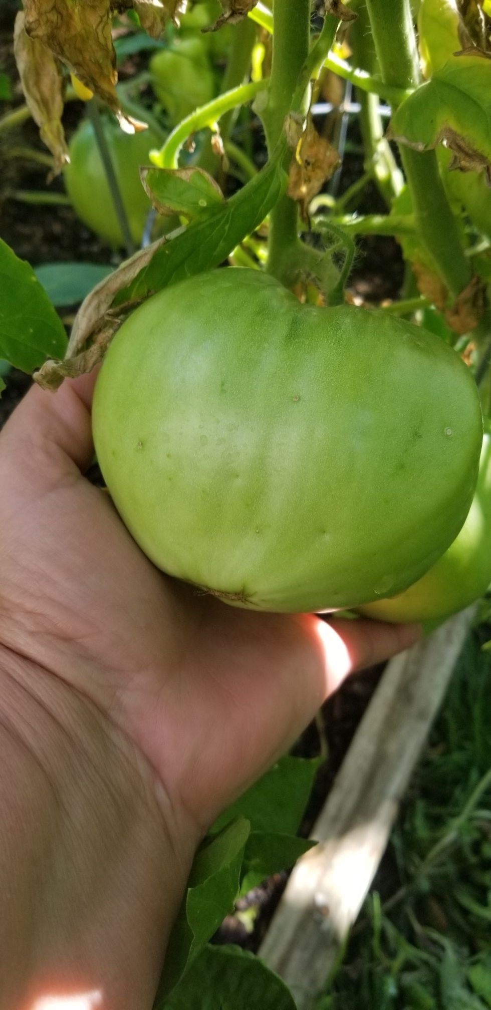 fresh organic tomatoes green pound, $ 5