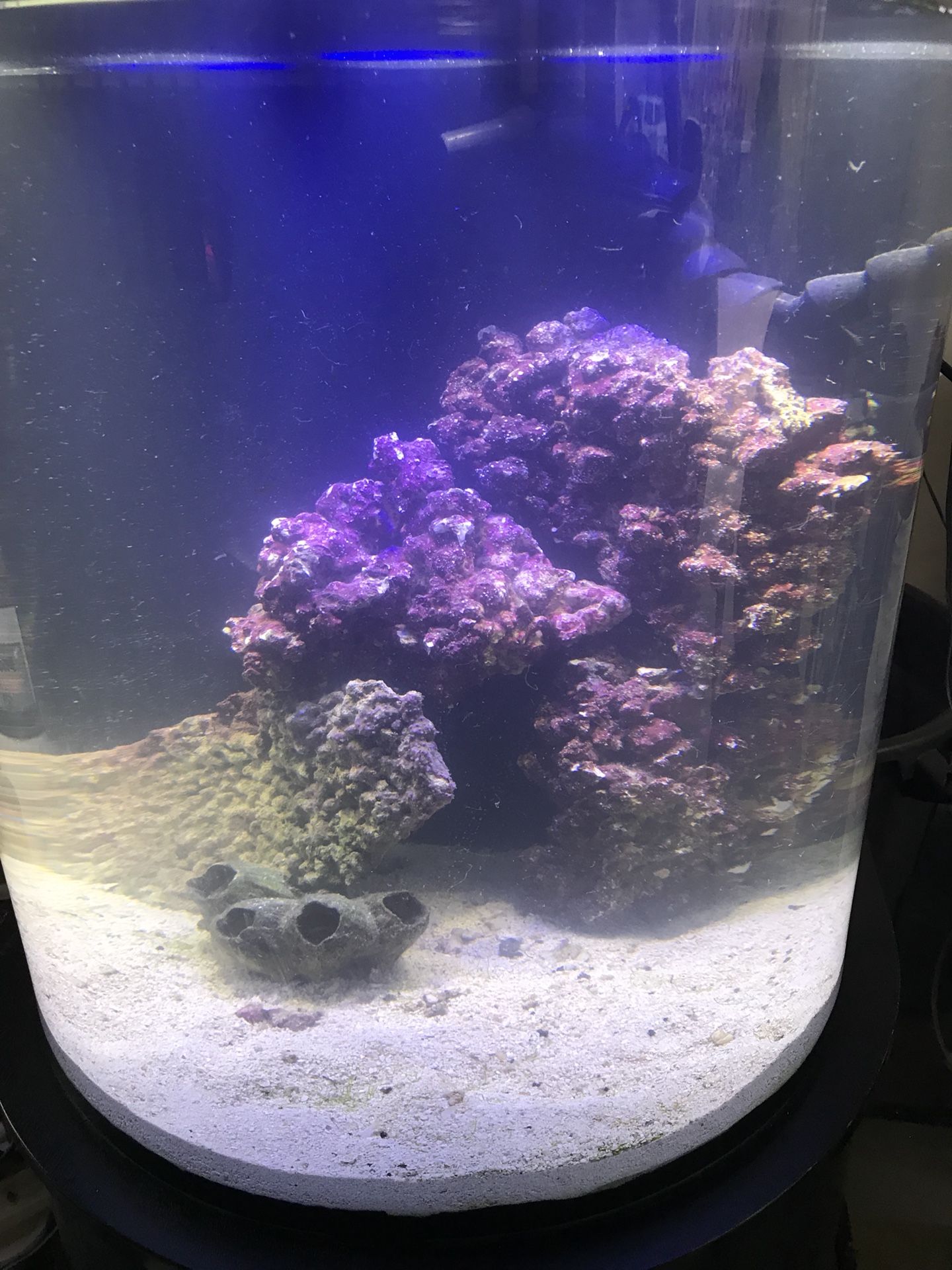 34 gallon Cardiff half moon rimless aquarium fish tank completed plug and play