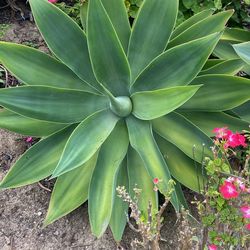 Large AGAVE FOXTAIL🪴