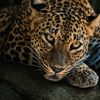 Susie Leopard