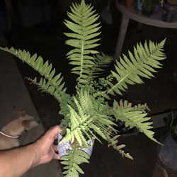 Plants For Sale 