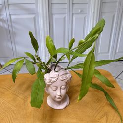 Night-blooming Cereus Cactus