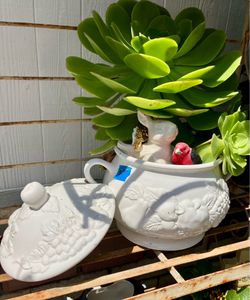 Healthy Succulent In Soup Tureen