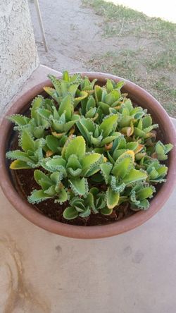 Mother of Thousands Live Succulent Plant