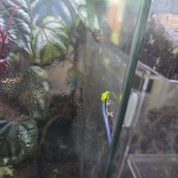 Neon DAY GECKO 