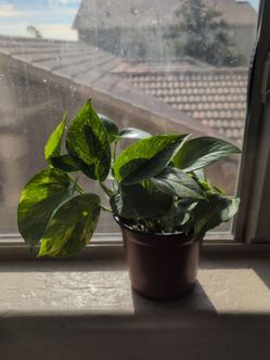 Pothos plants