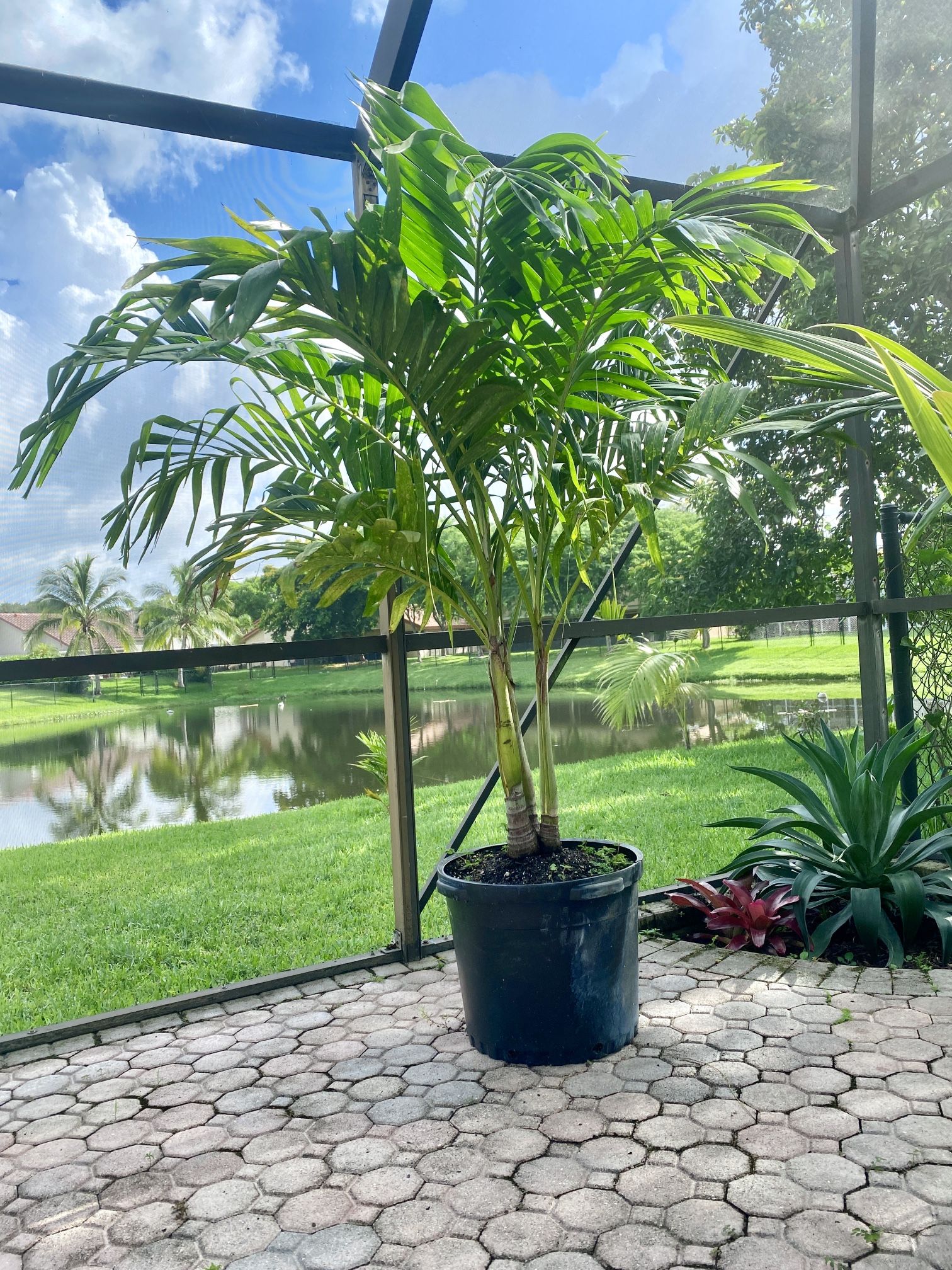 Christmas palm, adonidia merrillii (15g tripple)