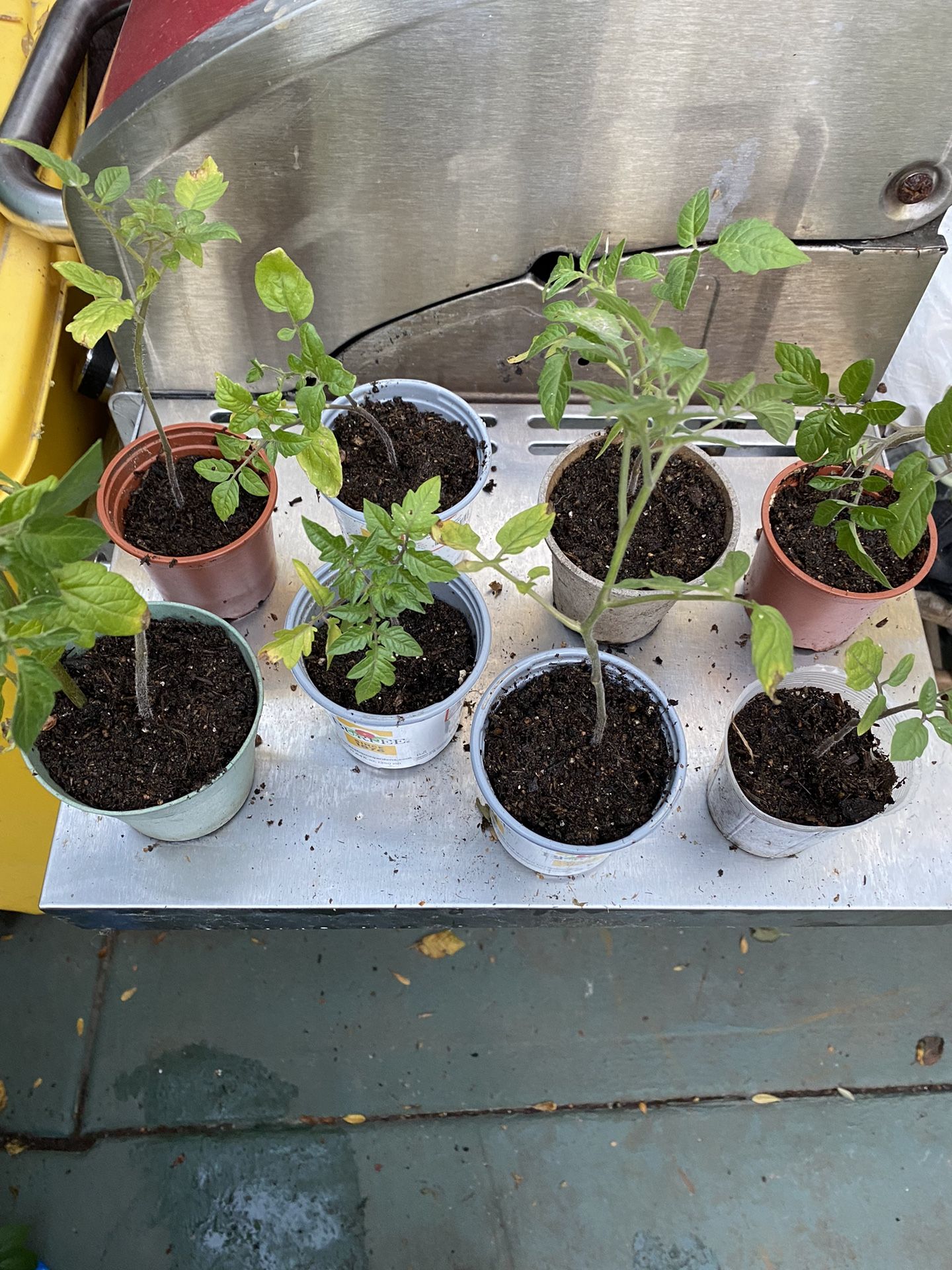 Tomatoes Plants 🪴