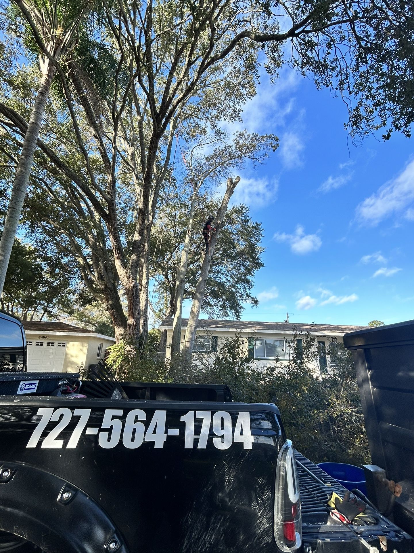 Tree Work