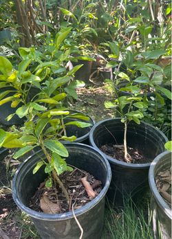 Árboles de Limas dulces