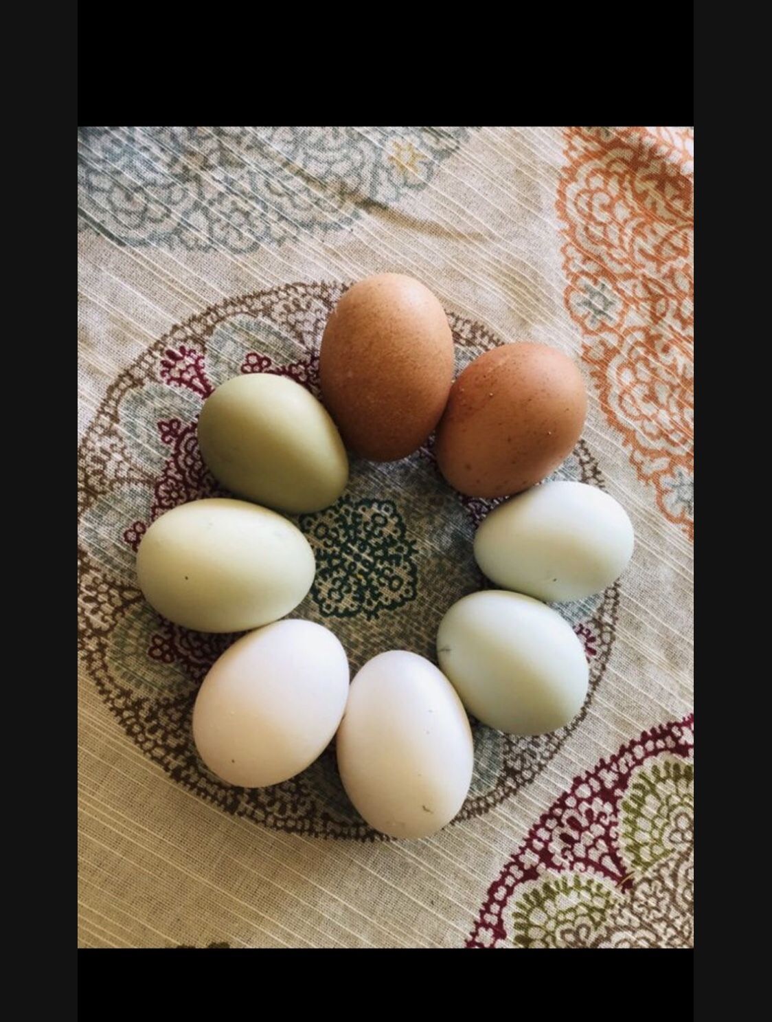 Fertilized Eggs For Hatching Spring Chicks!!