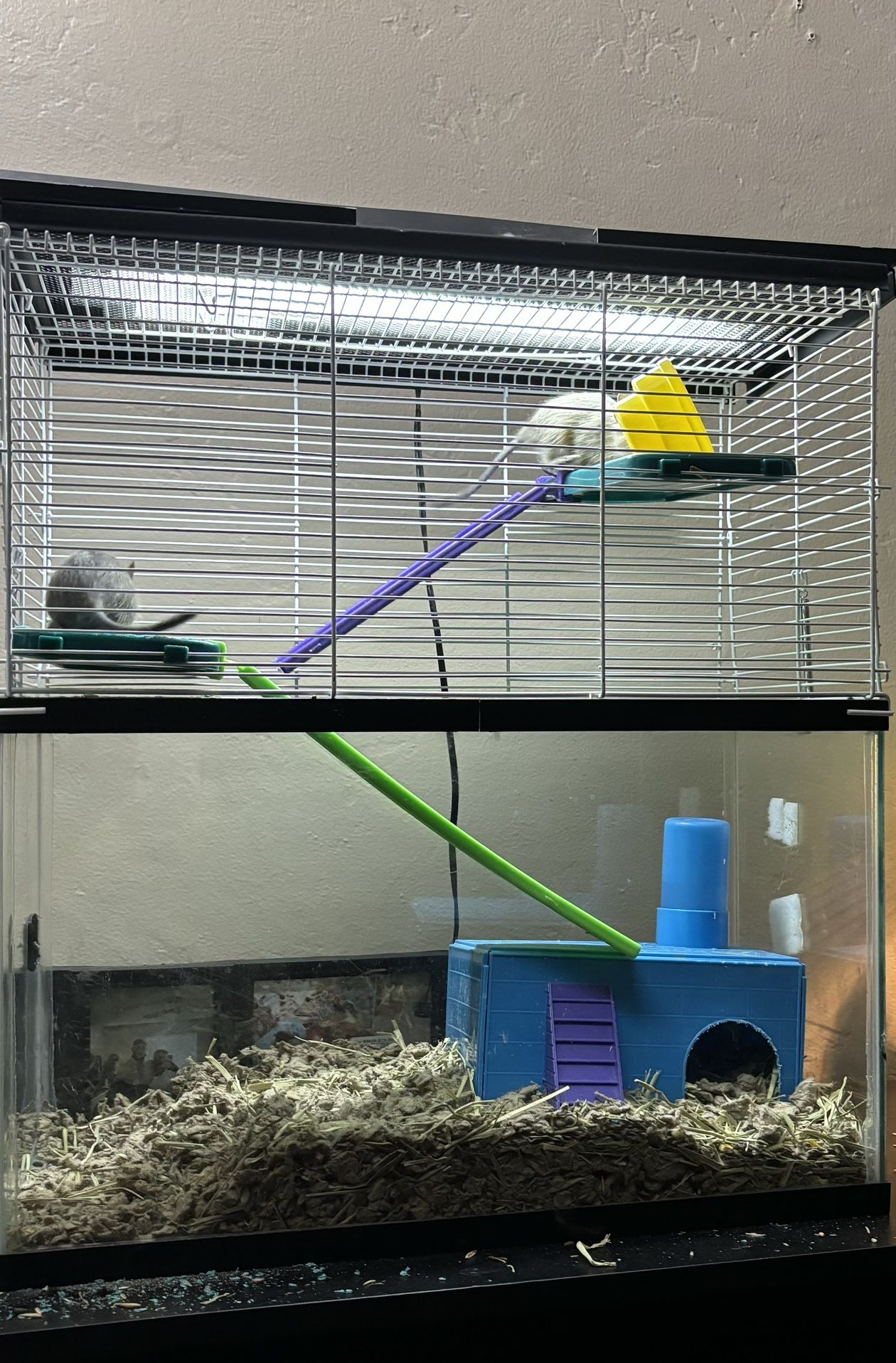 10 Gallon Tank With Topper (and Baby Degus)