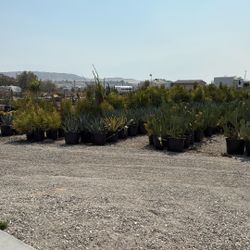 BEAUTIFUL DESERT PLANTS FOR SALE 🌵🏝️