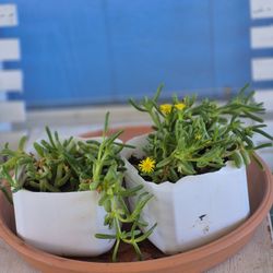 Full Sun Malephora Crocea Succulent Plant $ 4 Each 