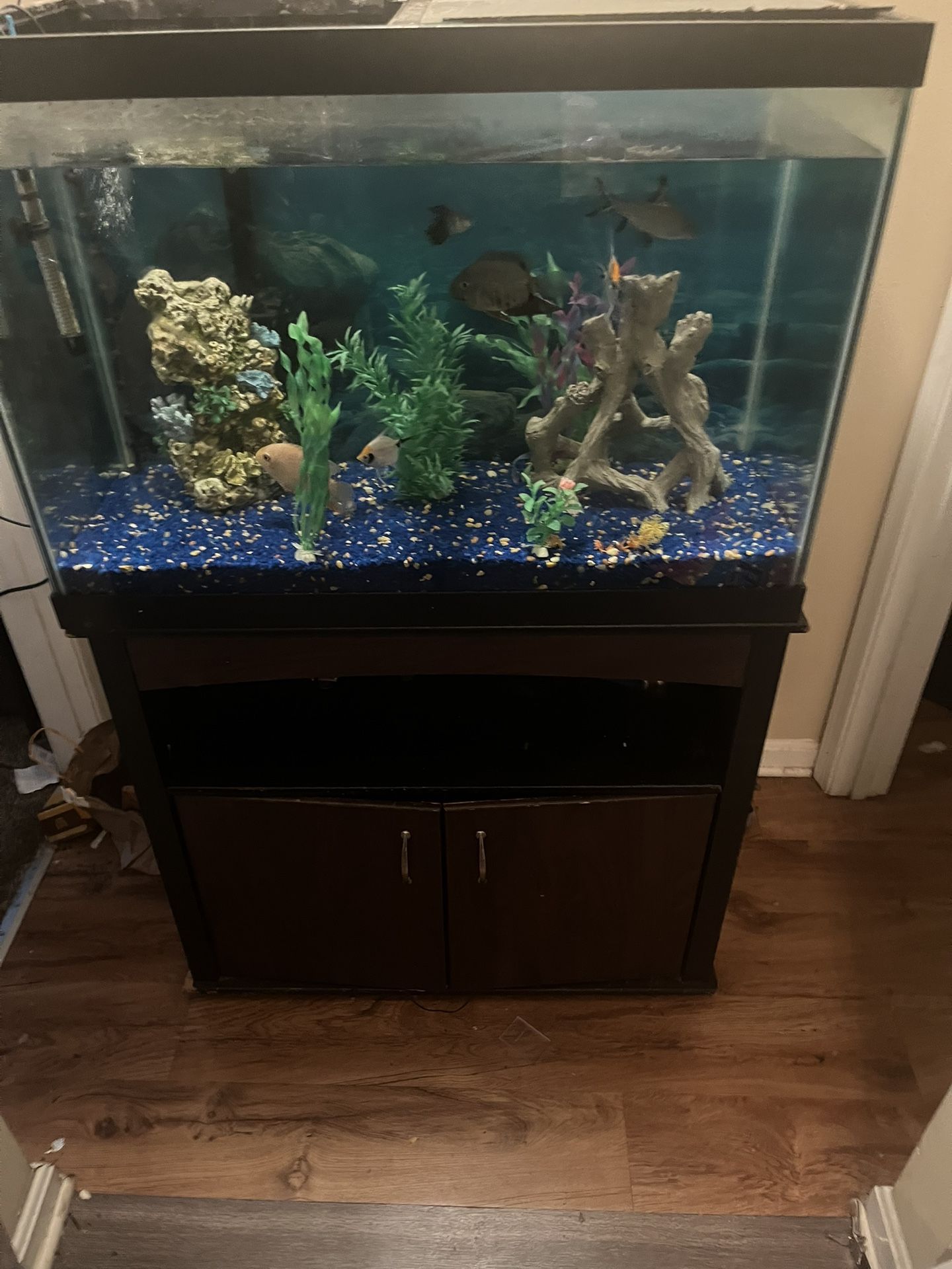 Fish