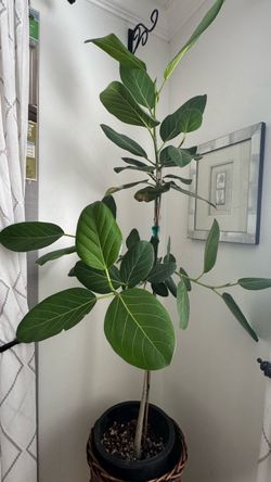 Ficus Audrey